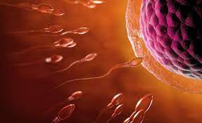How to increase sperm in testis