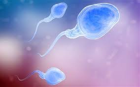 food to increase sperm motility fast