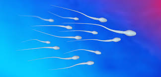 how to increase sperm motility naturally